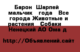 Барон (Шарпей), мальчик 3 года - Все города Животные и растения » Собаки   . Ненецкий АО,Ома д.